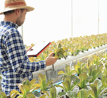 低カリウム野菜栽培の指導